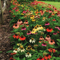 Echinacea Cheyenne Spirit Mix Seed