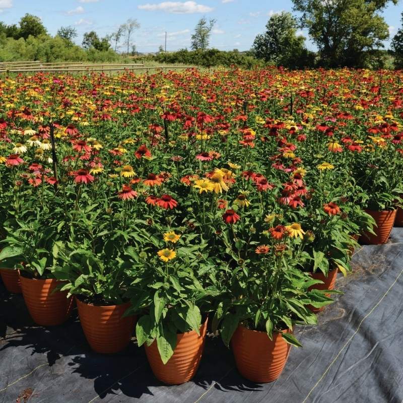 Echinacea Cheyenne Spirit Mix Seed