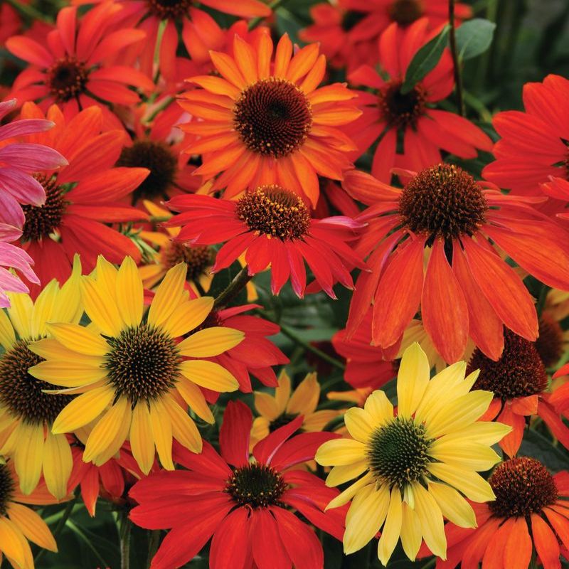 Echinacea Cheyenne Spirit Mix Seed