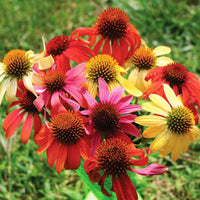 Echinacea Cheyenne Spirit Mix Seed