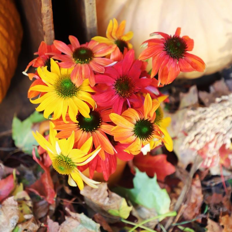 Echinacea Cheyenne Spirit Mix Seed – Harris Seeds