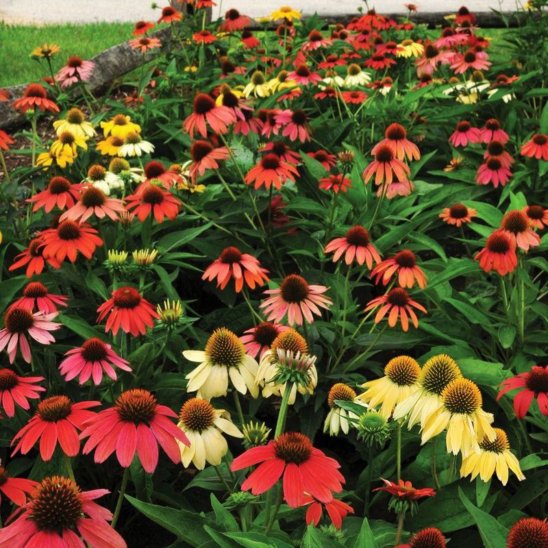 Echinacea Cheyenne Spirit Mix Seed