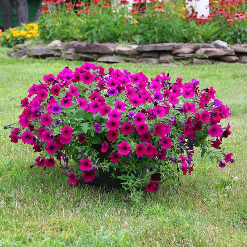 Petunia Shock Wave Deep Purple F1 Seed