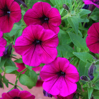 Petunia Shock Wave Deep Purple F1 Seed