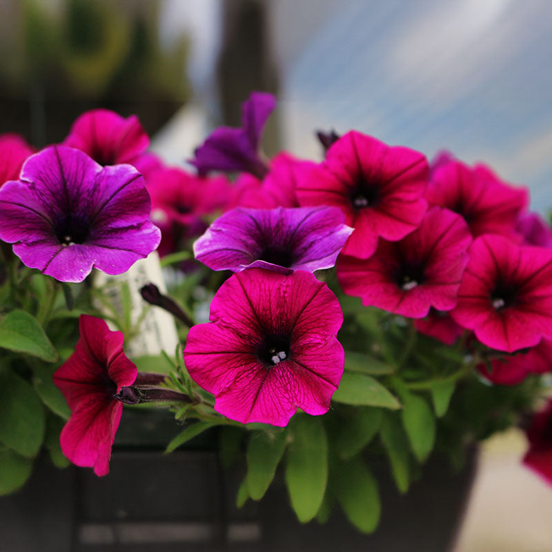 Petunia Shock Wave Deep Purple F1 Seed