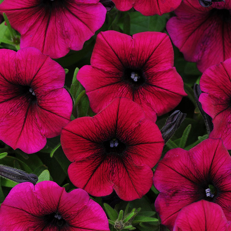 Petunia Shock Wave Deep Purple F1 Seed