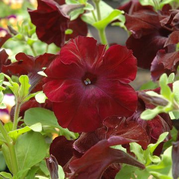 Petunia Sophistica Blackberry F1 Seed