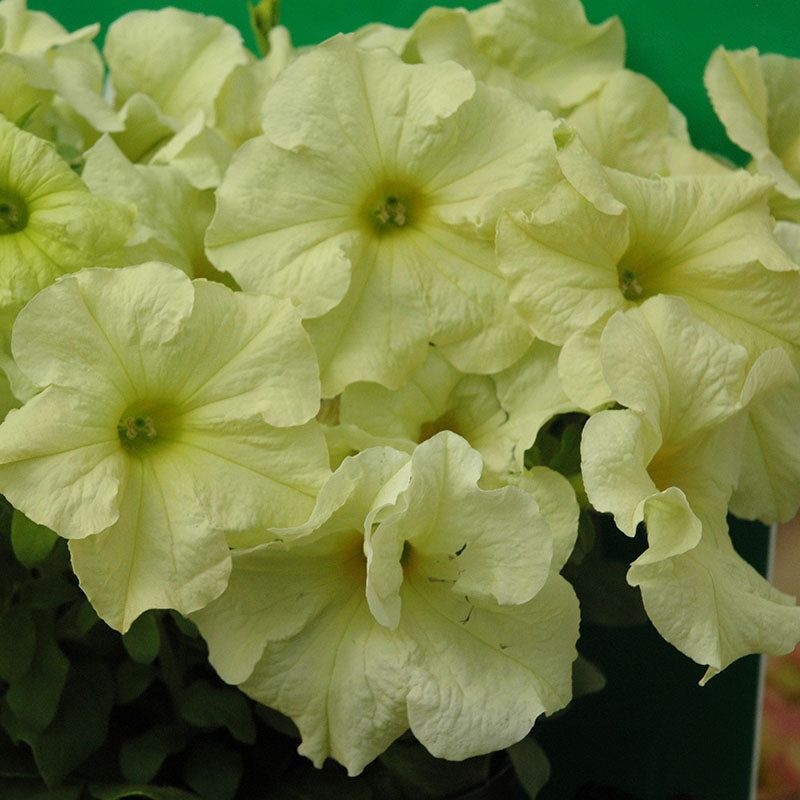 Petunia Sophistica Lime Green F1 Seed