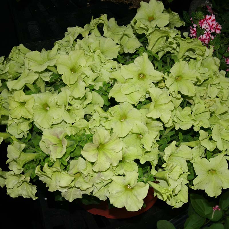 Petunia Sophistica Lime Green F1 Seed