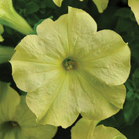 Petunia Sophistica Lime Green F1 Seed