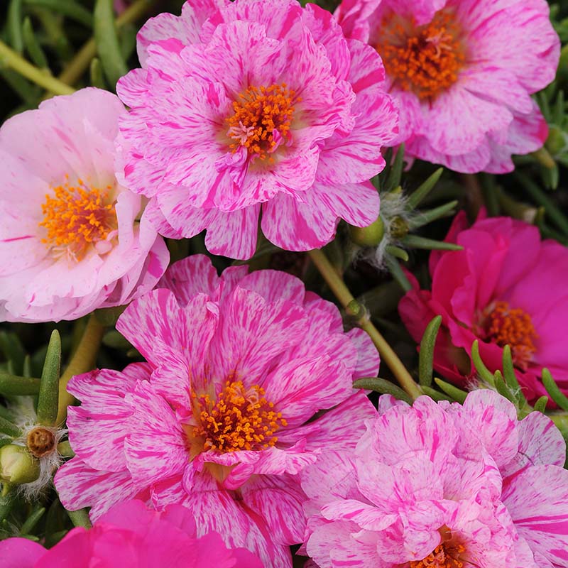 Portulaca Happy Trails Mix Seed