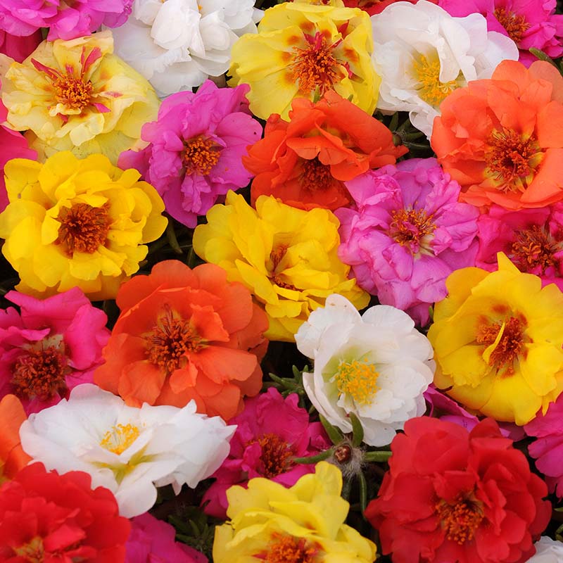 Portulaca Happy Trails Mix Seed