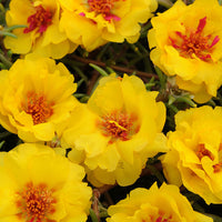 Portulaca Happy Trails Mix Seed