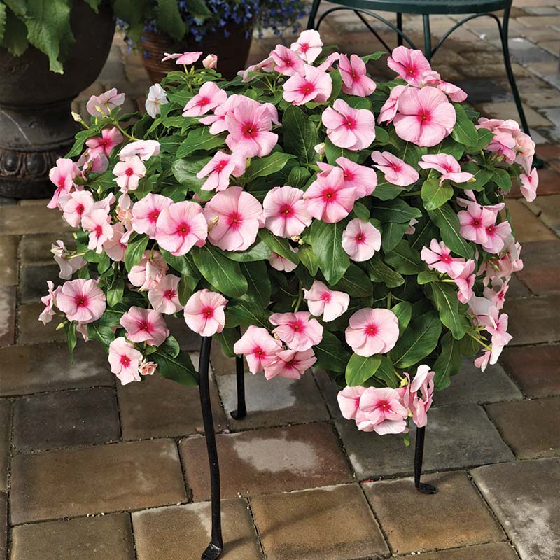 Vinca Cora Cascade Strawberry F1 Seed