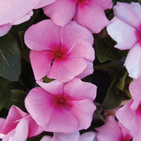 Vinca Cora Cascade Strawberry F1 Seed