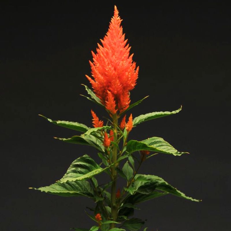 Celosia Sunday Orange Seed