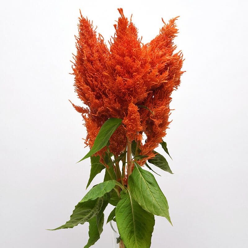 Celosia Sunday Orange Seed