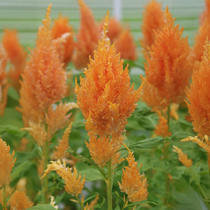 Celosia Sunday Orange Seed