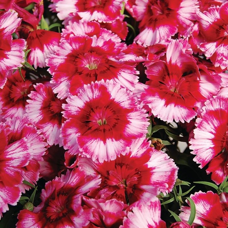 Dianthus Diana Crimson Picotee F1 Seed