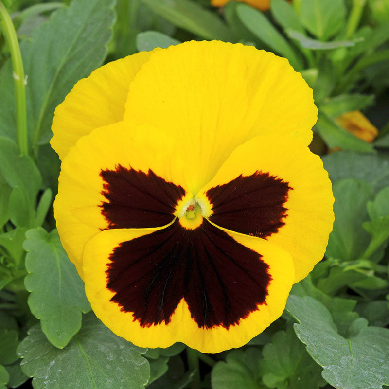 Pansy Spring Matrix Mix F1 Seed