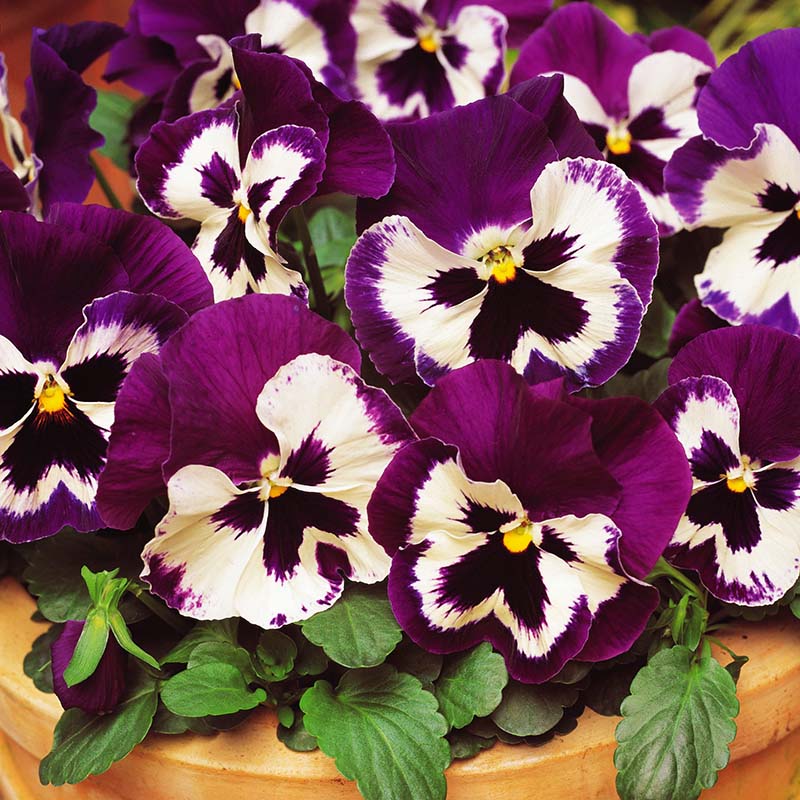 Pansy Spring Matrix Mix F1 Seed