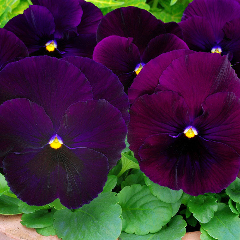 Pansy Spring Matrix Mix F1 Seed