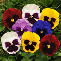 Pansy Spring Matrix Mix F1 Seed