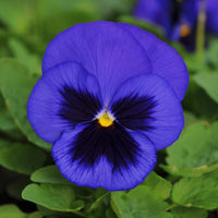 Pansy Spring Matrix Mix F1 Seed