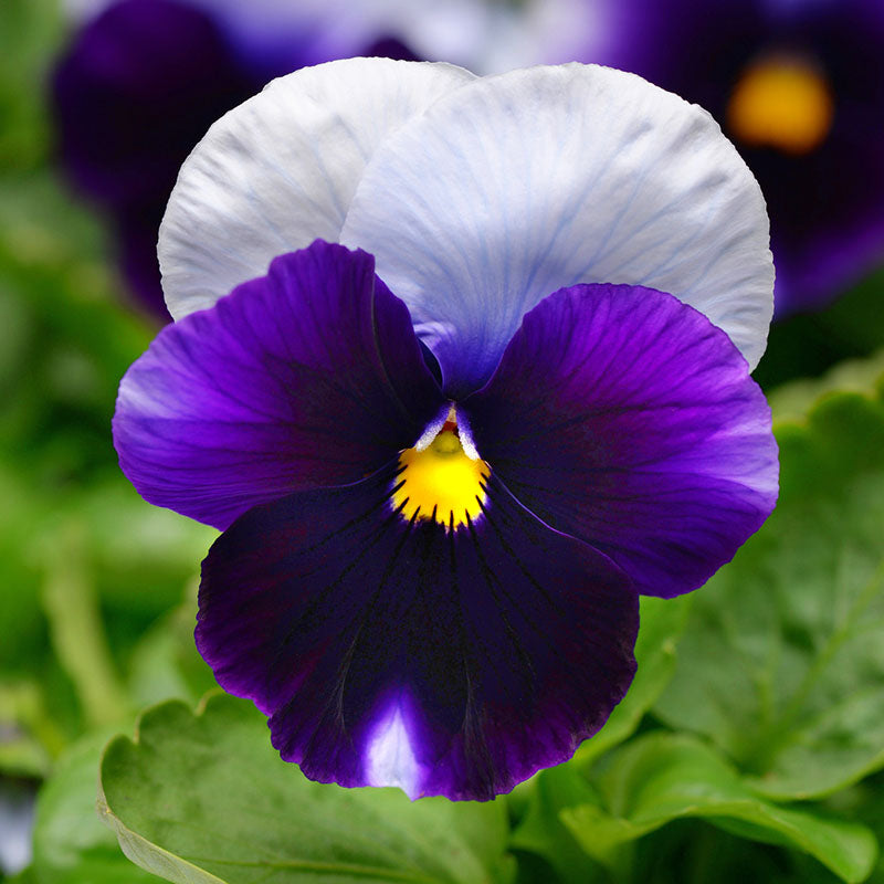 Pansy Spring Matrix Mix F1 Seed