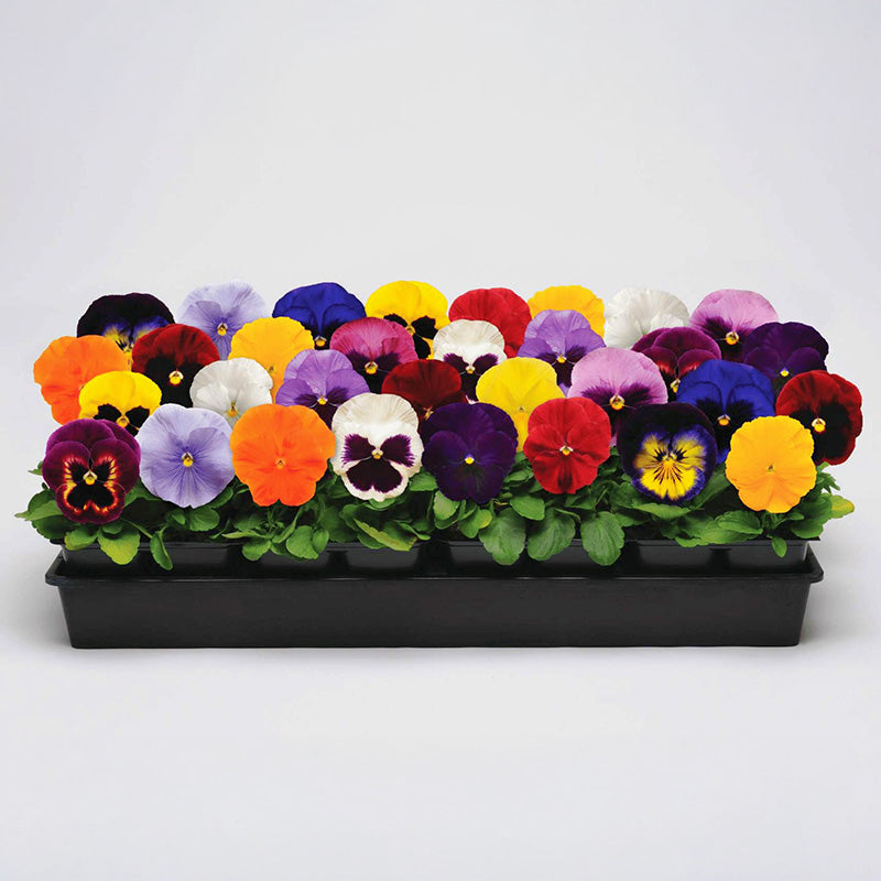 Pansy Spring Matrix Mix F1 Seed