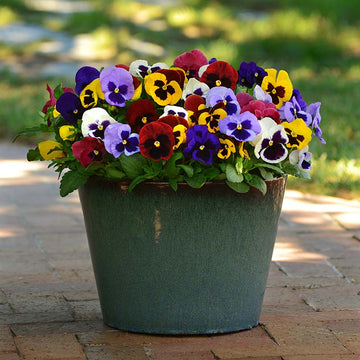 Pansy Spring Matrix Mix F1 Seed