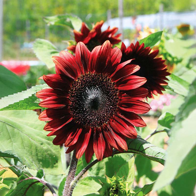 Sunflower ProCut Red F1 Seed