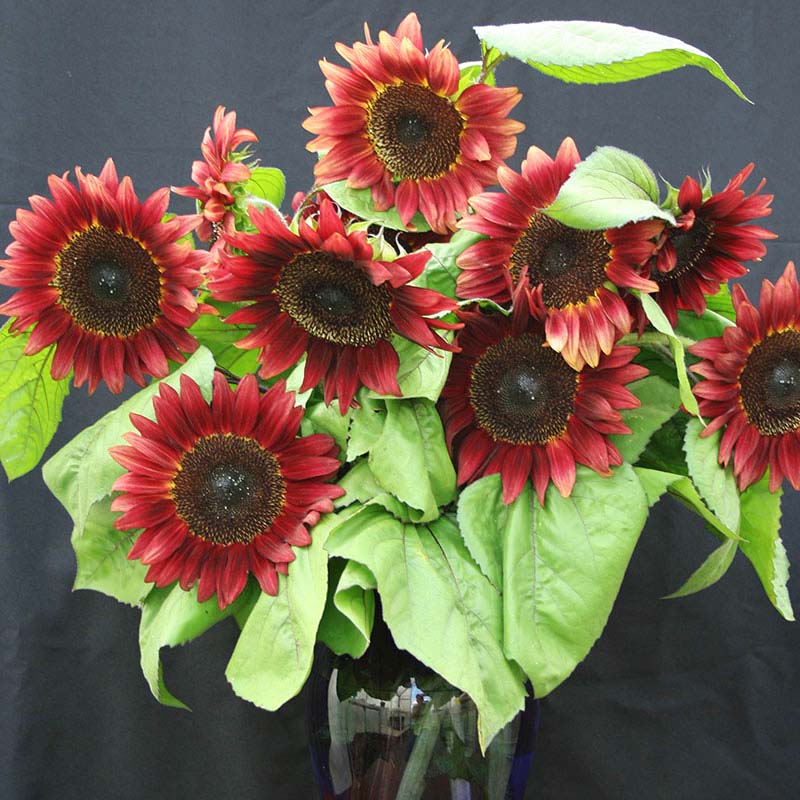 Sunflower ProCut Red F1 Seed