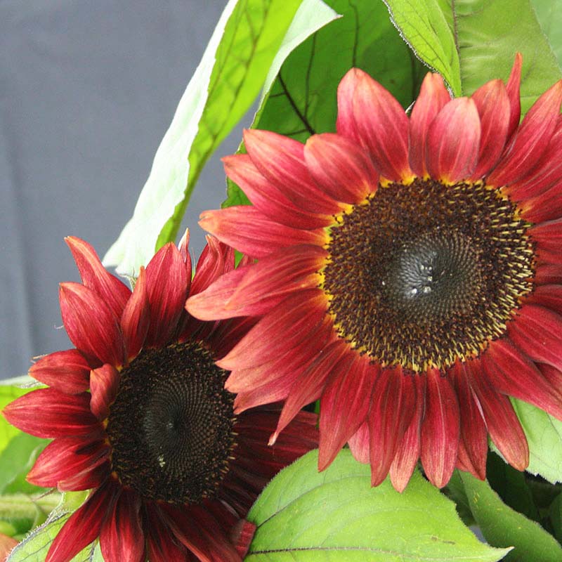 Sunflower ProCut Red F1 Seed