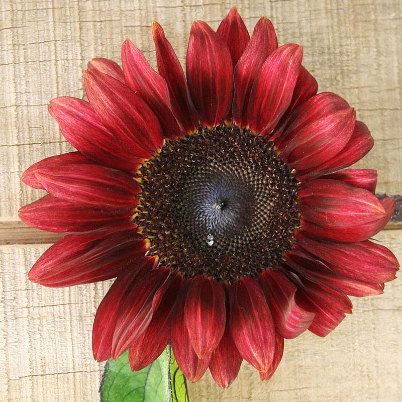 Sunflower ProCut Red F1 Seed