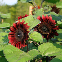 Sunflower ProCut Red F1 Seed