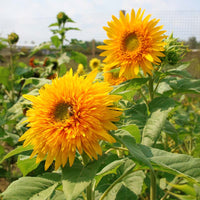 Sunflower Goldy Double F1 Organic Seed