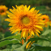 Sunflower Goldy Double F1 Organic Seed