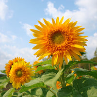 Sunflower Goldy Double F1 Organic Seed