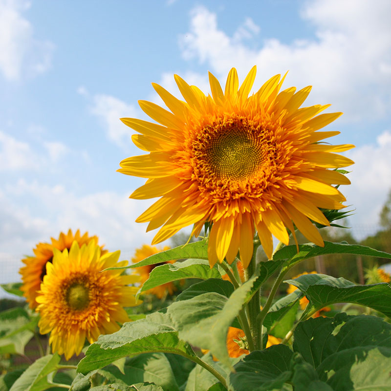 Sunflower Goldy Double F1 Organic Seed