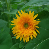 Sunflower Goldy Double F1 Organic Seed