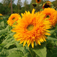 Sunflower Goldy Double F1 Organic Seed