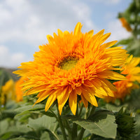 Sunflower Goldy Double F1 Organic Seed