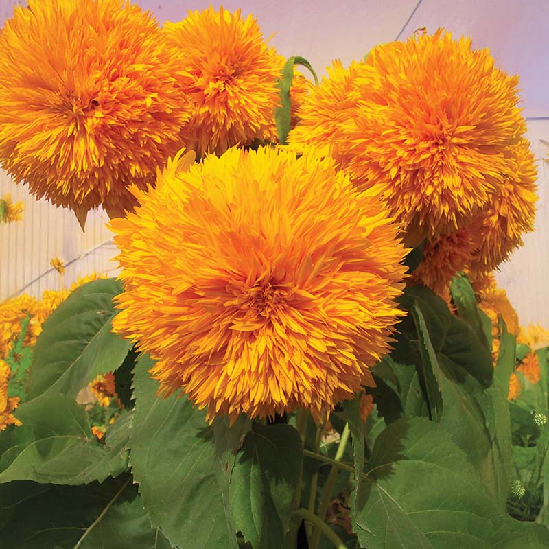 Sunflower Goldy Double F1 Organic Seed