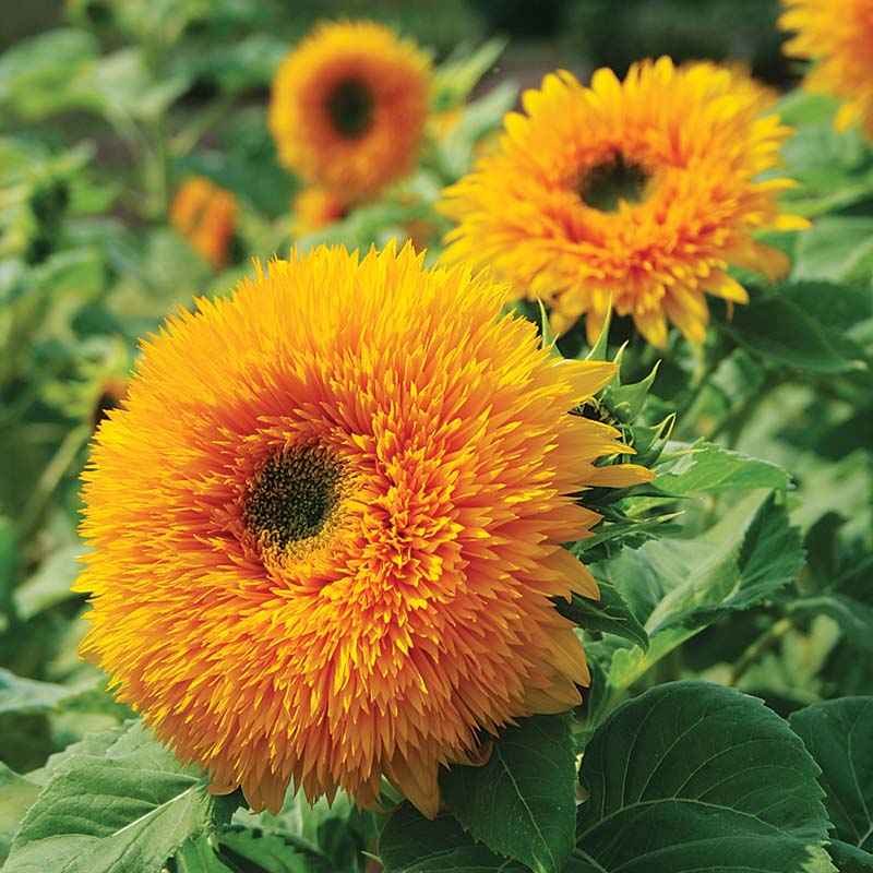 Sunflower Goldy Double F1 Organic Seed