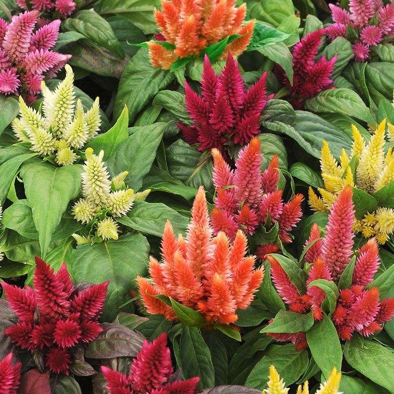 Celosia Kosmo Mix Seed