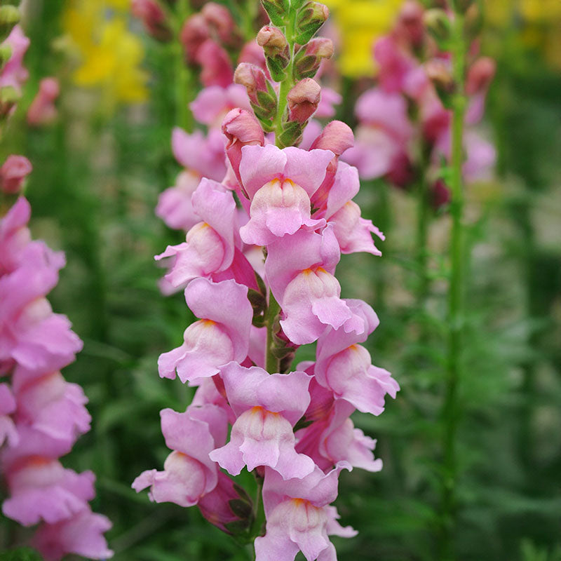 Snapdragon Potomac Lavender F1 Seed