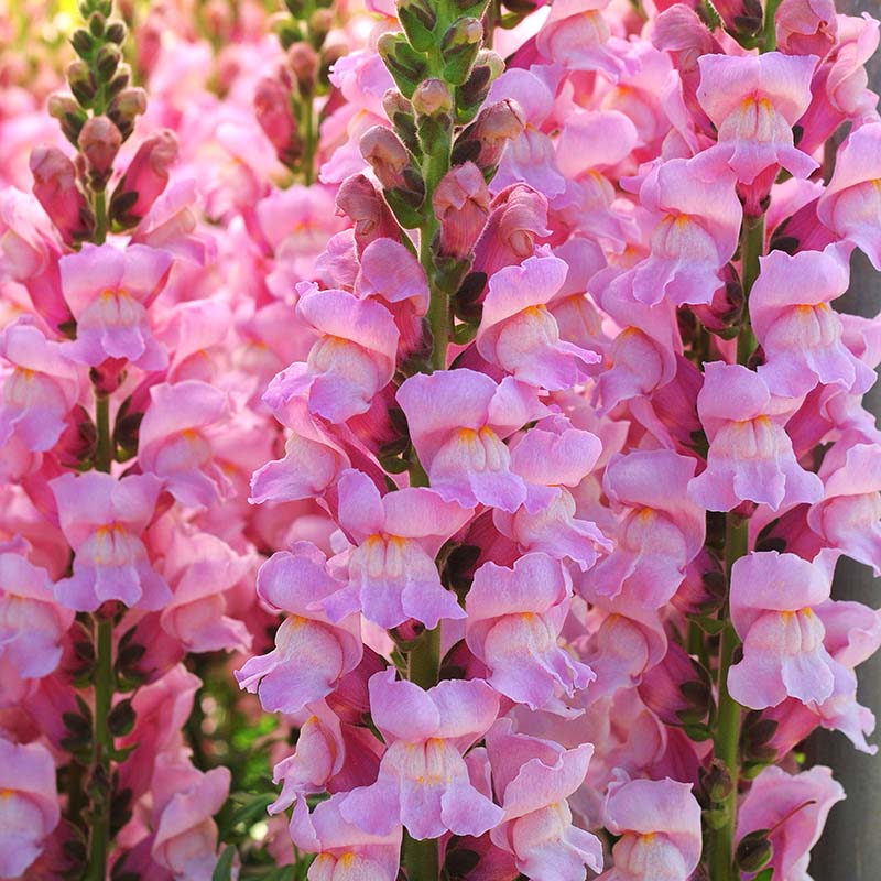 Snapdragon Potomac Lavender F1 Seed