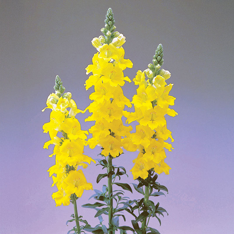 Snapdragon Chantilly Yellow F1 Seed