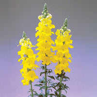 Snapdragon Chantilly Yellow F1 Seed